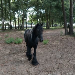 Meet your Posher, Sue